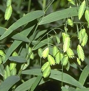 Chasmanthium latifolium P9 - afbeelding 2