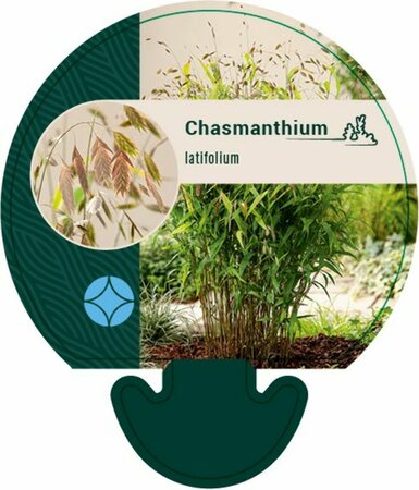 Chasmanthium latifolium P9 - afbeelding 1