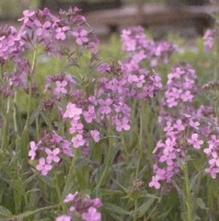 Hesperis matronalis P9 - afbeelding 3