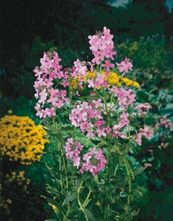 Hesperis matronalis P9 - afbeelding 4