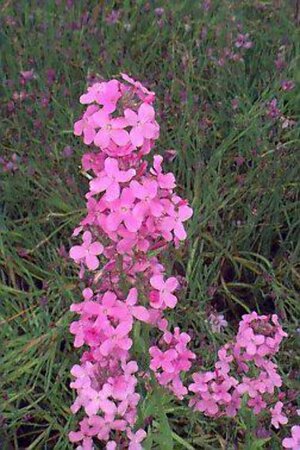 Hesperis matronalis P9 - afbeelding 1