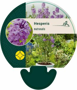 Hesperis matronalis P9 - afbeelding 2