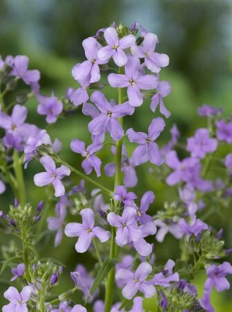 Hesperis matronalis P9 - afbeelding 5