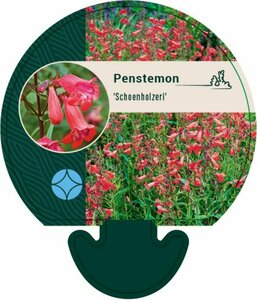 Penstemon 'Schoenholzeri' P9 - afbeelding 2