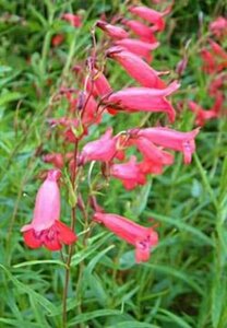 Penstemon 'Schoenholzeri' P9 - afbeelding 1