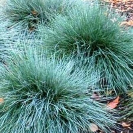 Festuca glauca 'Blaufuchs' P9 - afbeelding 1