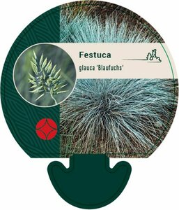 Festuca glauca 'Blaufuchs' P9 - afbeelding 4