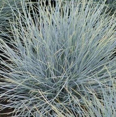 Festuca glauca 'Blaufuchs' P9 - afbeelding 2