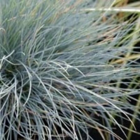 Festuca glauca 'Blaufuchs' P9 - afbeelding 3