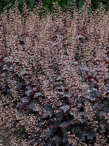 Heuchera 'Blackout' P9