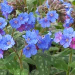 Pulmonaria 'Smokey Blue' P9