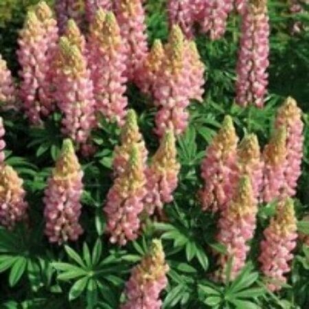 Lupinus 'The Chatelaine' P9 - afbeelding 1