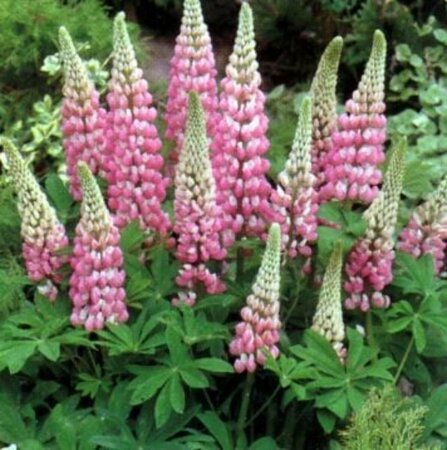 Lupinus 'The Chatelaine' P9 - afbeelding 2