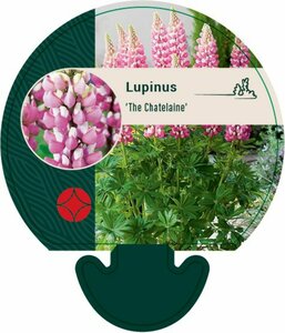 Lupinus 'The Chatelaine' P9 - afbeelding 4