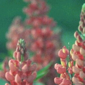 Lupinus 'The Chatelaine' P9 - afbeelding 3