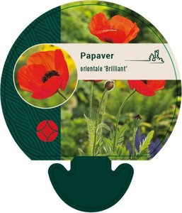 Papaver or. 'Brilliant' P9