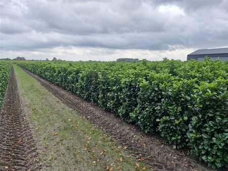 Prunus laurocerasus 'Etna' 60/80 C. - afbeelding 2