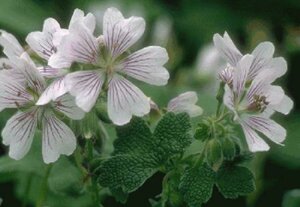 Geranium renardii P9 - afbeelding 1