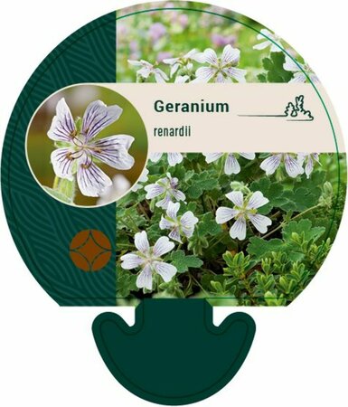 Geranium renardii P9 - afbeelding 3