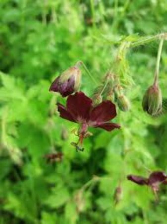 Geranium phaeum 'Springtime' P9