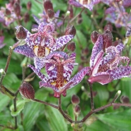 Tricyrtis formosana 'Purple Beauty' P9 - afbeelding 1