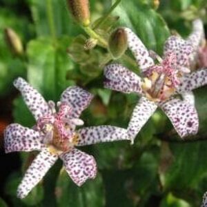 Tricyrtis formosana 'Purple Beauty' P9 - afbeelding 2