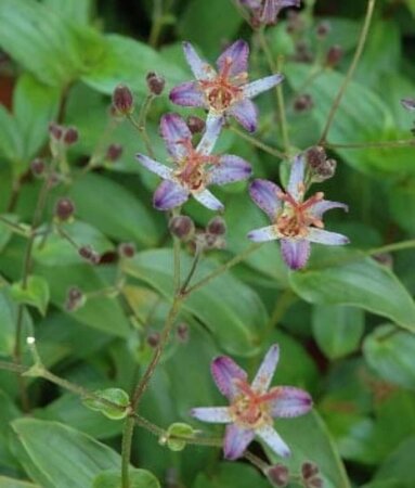 Tricyrtis hirta 'Taiwan Adbane' P9