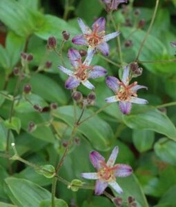 Tricyrtis hirta 'Taiwan Adbane' P9