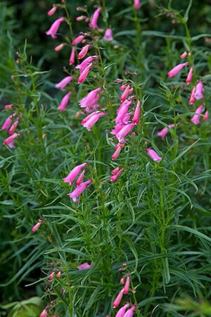 Penstemon 'Evelyn' P9 - afbeelding 1