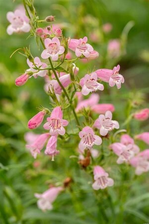 Penstemon 'Evelyn' P9 - afbeelding 2