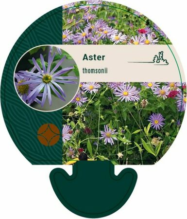 Aster thomsonii P9