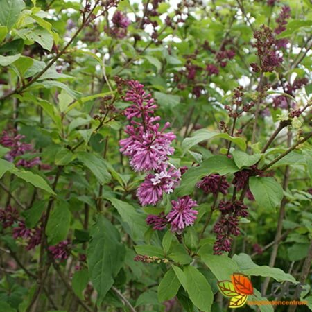 Syringa prestoniae 'Redwine' 60/80 C. - afbeelding 1