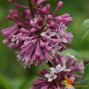 Syringa prestoniae 'Redwine' 60/80 C. - afbeelding 2