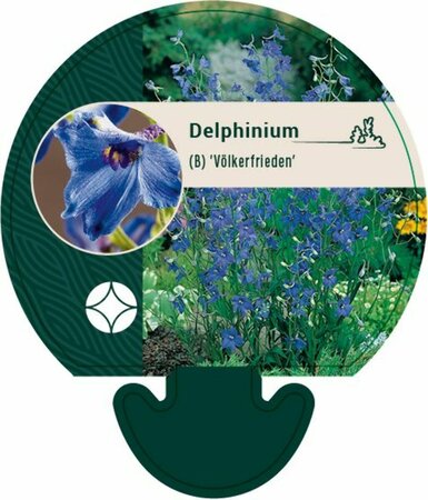 Delphinium belladonna 'Völkerfrieden' P9 - afbeelding 2