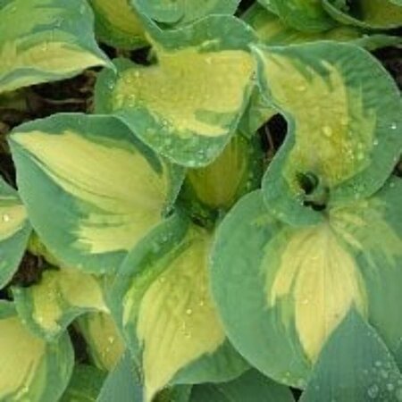 Hosta sieb. 'Great Expectations' P9 - afbeelding 2