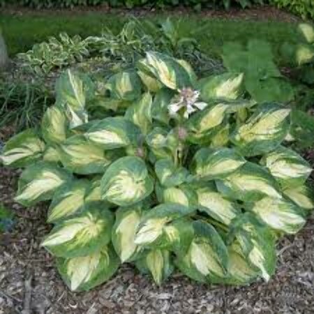 Hosta sieb. 'Great Expectations' P9 - afbeelding 3