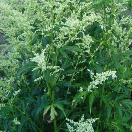 Artemisia lactiflora P9