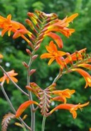 Crocosmia masoniorum P9