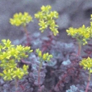 Sedum spathulifolium 'Purpureum' P9 - afbeelding 2