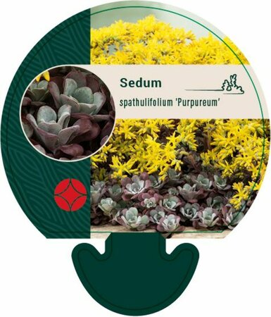 Sedum spathulifolium 'Purpureum' P9 - afbeelding 3