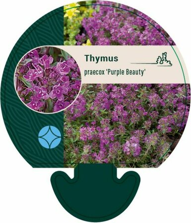 Thymus praecox 'Purple Beauty' P9