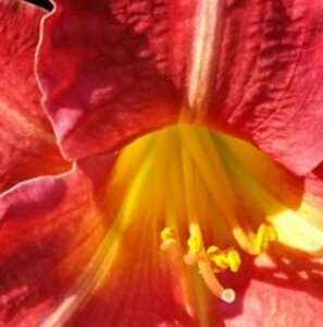 Hemerocallis 'Red Rum' P9 - afbeelding 1