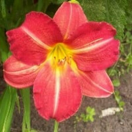 Hemerocallis 'Red Rum' P9 - afbeelding 2