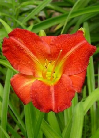 Hemerocallis 'Red Rum' P9 - afbeelding 3