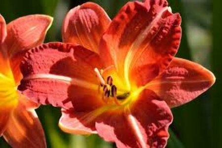 Hemerocallis 'Red Rum' P9 - afbeelding 4