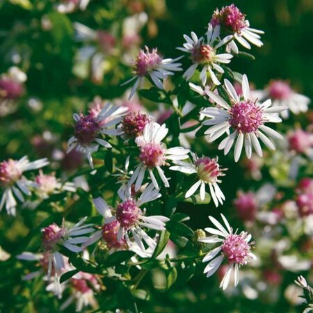 Aster latifolius 'Lady in Black' P9 - afbeelding 1