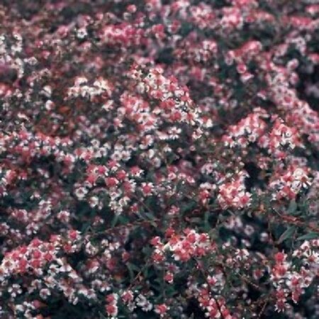 Aster latifolius 'Lady in Black' P9 - afbeelding 3