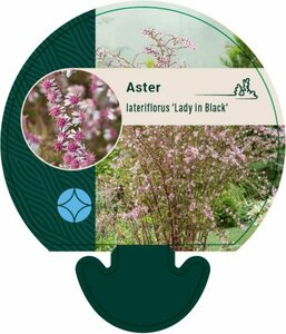 Aster latifolius 'Lady in Black' P9 - afbeelding 2