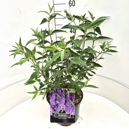 Buddleja davidii 'Ile de France' C2 - afbeelding 4