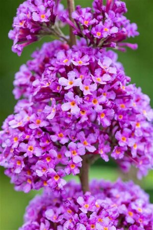 Buddleja davidii 'Ile de France' C2 - afbeelding 1